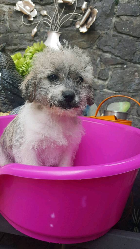shichon puppies for sale gumtree